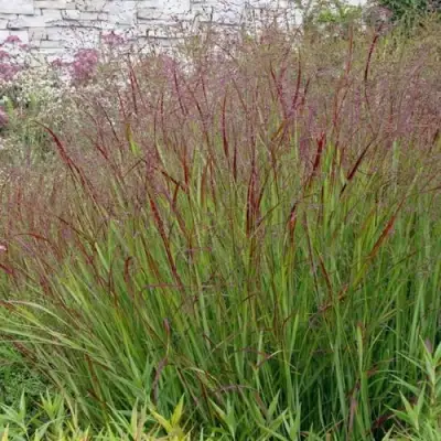 Просо ШЕНАНДО прутьевидное в Фаниполе