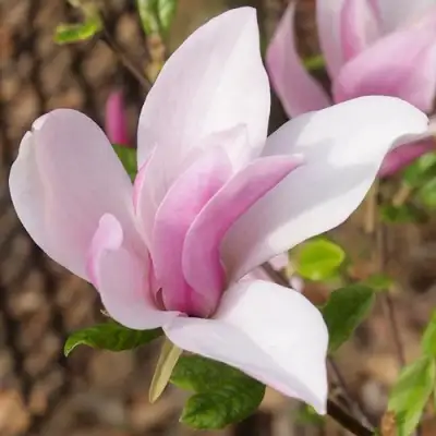 Магнолия БЕТТИ в Фаниполе
