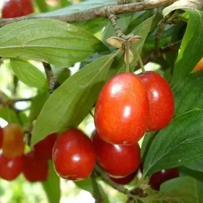 Кизил КОРАЛЛОВЫЙ МАРКА в Фаниполе