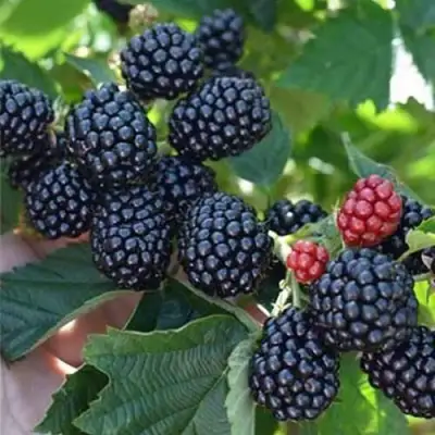 Ежевика ПОЛАР бесшипная  в Фаниполе