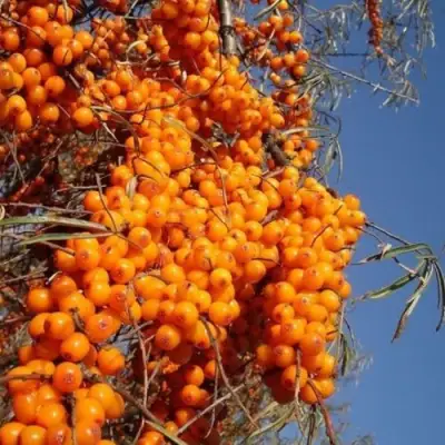 Облепиха СУДАРУШКА в Фаниполе