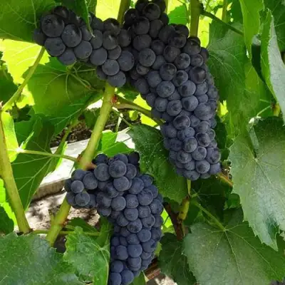 Виноград ВЭЛИАНТ в Фаниполе