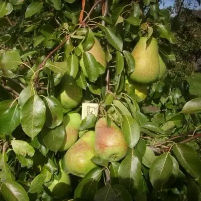 Груша БЕРЕ ЛЮКА в Фаниполе