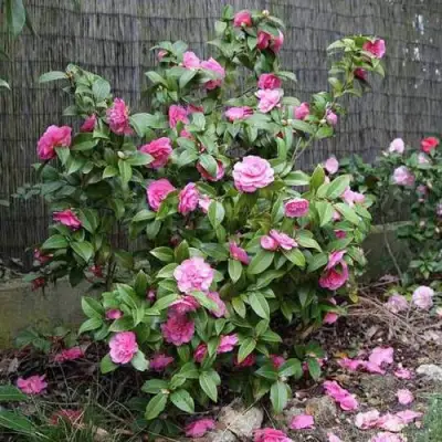 Камелия ДЕББИ в Фаниполе