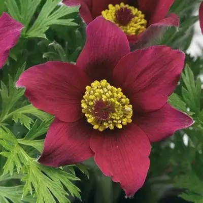 Прострел ПИНВИЛ РЕД ШЕЙДЕС в Фаниполе