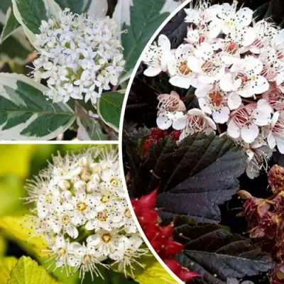 Комплект ЯРКАЯ ВСПЫШКА в Фаниполе