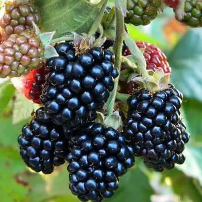 Ежевика ДЖАМБО бесшипная  в Фаниполе