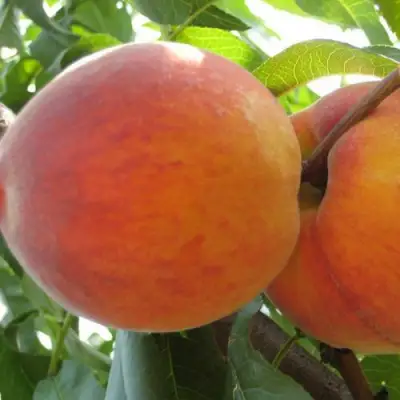 Персик СОЧНЫЙ в Фаниполе