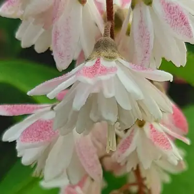 Дейция РОЗЕА ПЛЕНА в Фаниполе