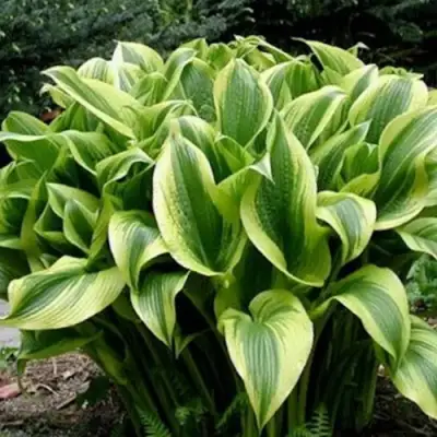 Хоста АУРЕОМАРГИНАТА в Фаниполе