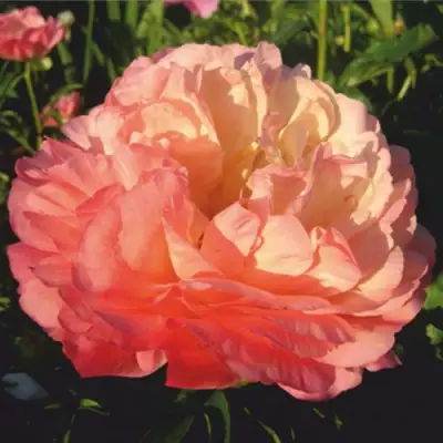 Пион КОРАЛ СУПРИМ травянистый в Фаниполе