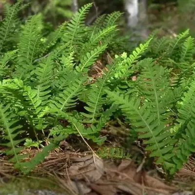 Многоножка обыкновенная в Фаниполе