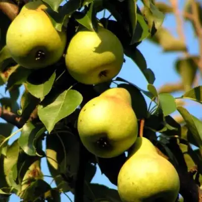 Груша НЕЖНОСТЬ колонновидная	 в Фаниполе