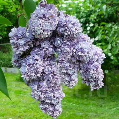 Сирень АМИ ШОТТ в Фаниполе