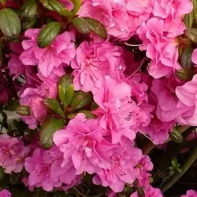 Азалия ПЕТТИКОУТ японская в Фаниполе