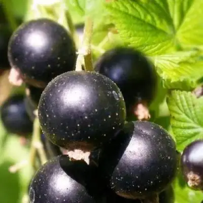 Смородина черная ЧЕРНООКАЯ в Фаниполе