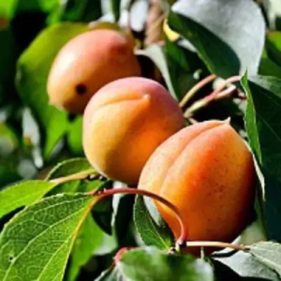 Абрикос БАЙ в Фаниполе