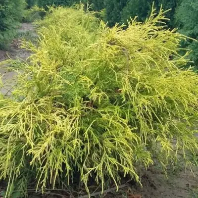 Кипарисовик ФИЛИФЕРА АУРЕА горохоплодный в Фаниполе