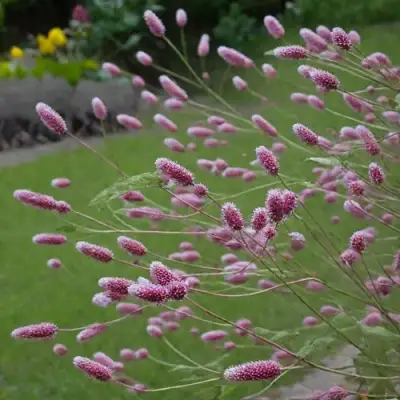 Кровохлебка РОК ЭНД РОЛЛ в Фаниполе