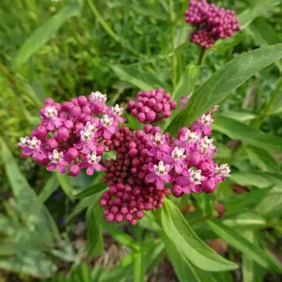 Ваточник МЯСО-КРАСНЫЙ в Фаниполе