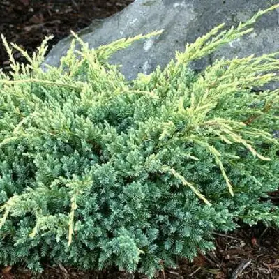 Можжевельник ХОЛГЕР чешуйчатый в Фаниполе