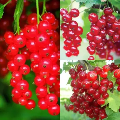 Комплект КРАСНЫЙ УРОЖАЙ в Фаниполе