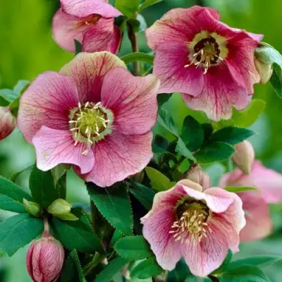 Морозник ВОСТОЧНЫЙ в Фаниполе