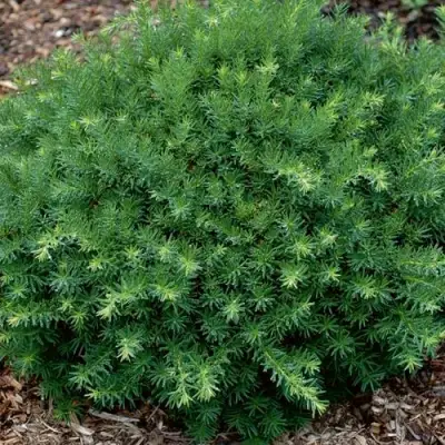 Тис ХИКСИ средний в Фаниполе