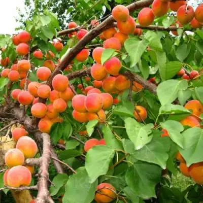 Абрикос ОТБОР АСТАХОВА в Фаниполе