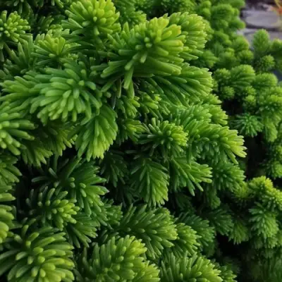 Ель ЛИТЛ ДЖЕМ обыкновенная в Фаниполе