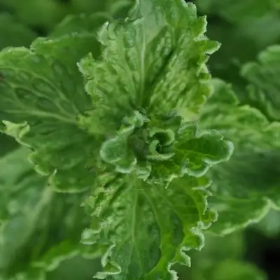 Мята КРИСПА в Фаниполе