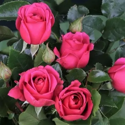 Роза ЛАВ ЛЕТТЕР флорибунда в Фаниполе