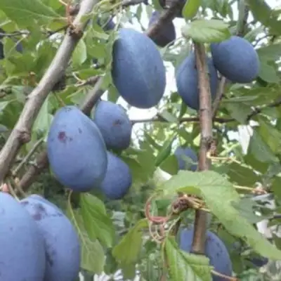 Слива ГИЛЬБЕРТ в Фаниполе