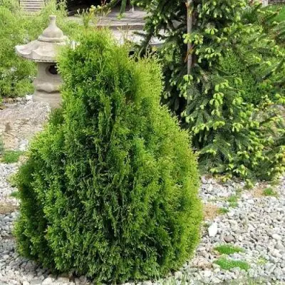 Туя МИКИ западная в Фаниполе