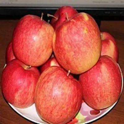 Яблоня ЛИГОЛ в Фаниполе