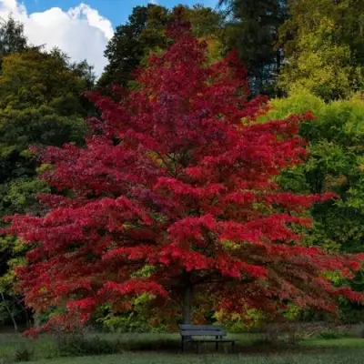 Дуб болотный в Фаниполе