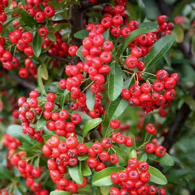 Пираканта РЕД КУИШОН в Фаниполе