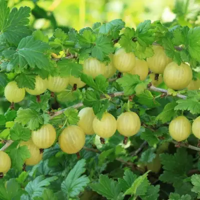 Крыжовник БЕРИЛЛ в Фаниполе