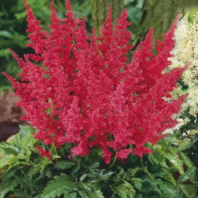 Астильба МОНТГОМЕРИ японская в Фаниполе