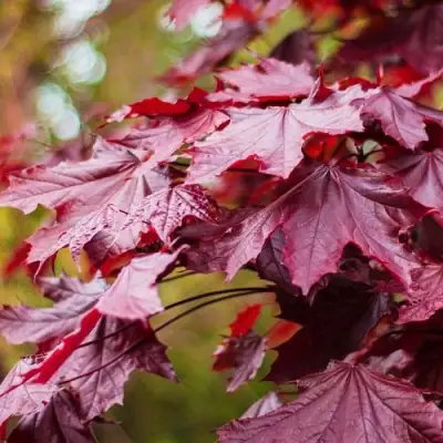 Клен РОЯЛ РЕД остролистный в Фаниполе