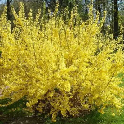 Форзиция ФОРЧУНА в Фаниполе