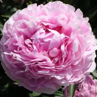 Пион ША-ЛА травянистый в Фаниполе