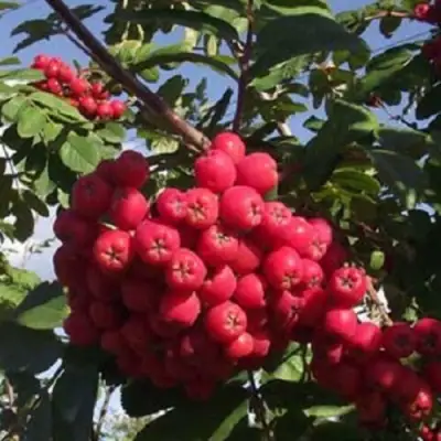 Рябина МОРАВСКАЯ сладкоплодная в Фаниполе