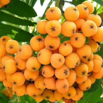 Рябина НЕВЕЖИНСКАЯ ЖЕЛТАЯ сладкоплодная в Фаниполе