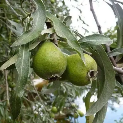 Груша ИВОЛИСТНАЯ в Фаниполе