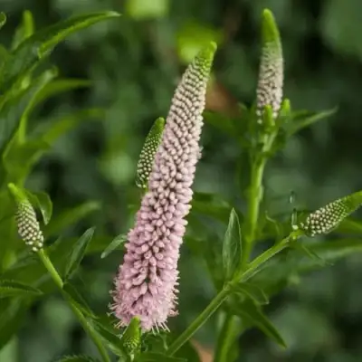 Вероника ФЕСТ ЧОЙС длиннолистная в Фаниполе