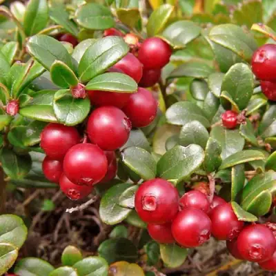 Брусника садовая АМЕРЛАНД в Фаниполе