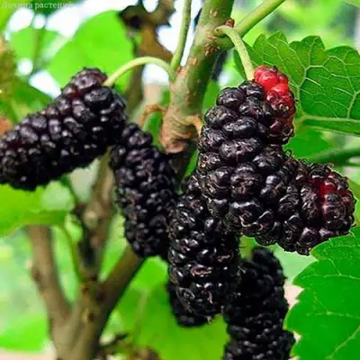 Шелковица Иллинойс Эвербеаринг