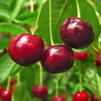 Вишня УЙФЕХЕРТОЙ ФЮРТОШ в Фаниполе