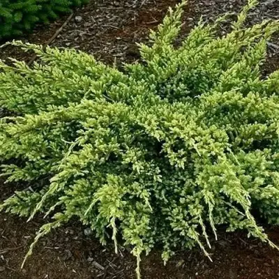 Можжевельник ДРИМ ДЖОЙ чешуйчатый в Фаниполе